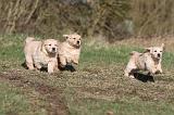 GOLDEN RETRIEVER 044